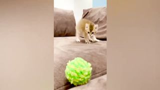 FUN WITH ANIMALS TO TEARS 2022