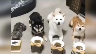 Jokes-Jokes with animals