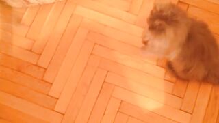 Animal jokes: (How I play)????????????????????????????????????????????????