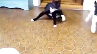 Fun with animals! Best jokes!