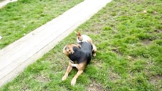 Fun with animals! Best jokes! 2
