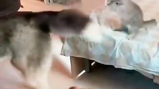 Fun with animals! Best jokes! 3