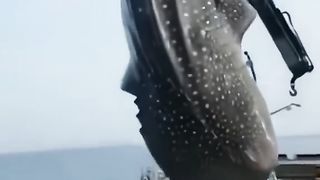 Rescued whale shark returns to ocean #whaleshark #shark#sharks#sharke#shark?#searescue #rescue #summ