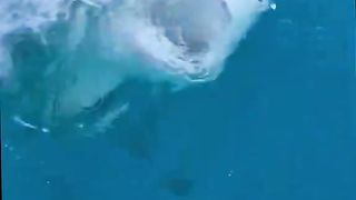 #shark#sharks#sharke#shark?#sea#ocean#fish#marinelife