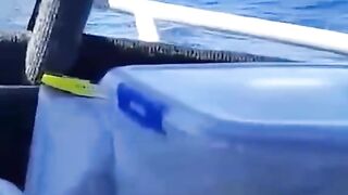 #shark#sharks#sharke#shark?#sea#ocean#fish#marinelife 2