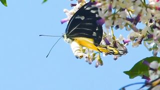 Most Beautiful Birds | Amazing Nature Video of World |Relaxation Mind and Body | Febspot