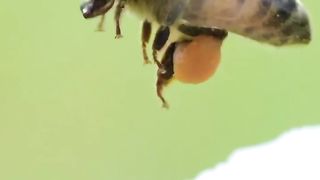 Bee the controled world...
