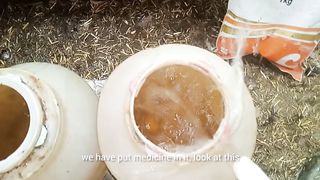 Aj Hen's ???? ???? ko Vitamin diya