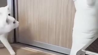 Funny Cat Vs Toy Viral Video