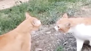 Funny Cat & Cat Videos funniest play
