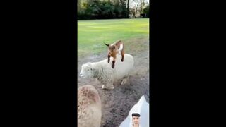 Funny ridding