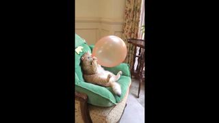 Ballon and cat