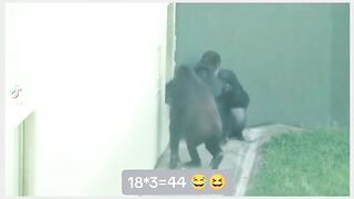 Funny Monkey Viral Video 2