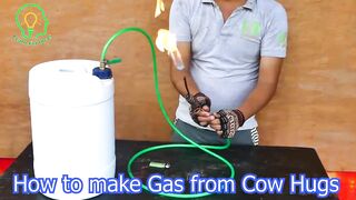 Gas Energi Gratis dari Kotoran Sapi