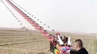 Snake kites dragons