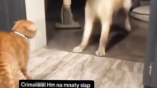 Funny Cat Vs Dog Viral Video 2