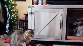 Interesting cats and dogs