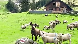 Natural video ????