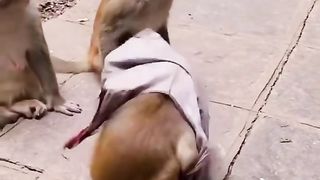 Funny Monkey Viral Video 3