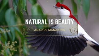 Rare Beauty Unveiled: The Araripe Manakin's Struggle for Survival