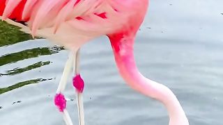 Beautiful Bird ????️