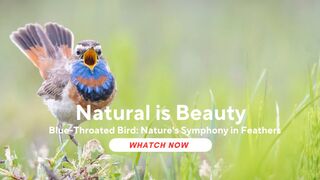 Blue-Throated Bird: Nature's Symphony in Feathers (Luscinia svecica svecica)