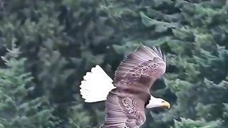 Bird lover 2