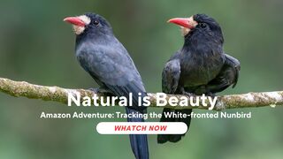 Amazon Adventure: Tracking the White-fronted Nunbird