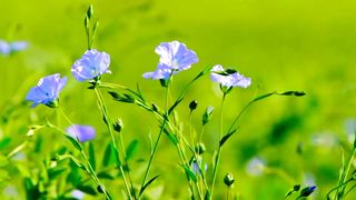 Amazing Nature Scenery | Peaceful Video | Calming Mind | #febspotviral #febspot
