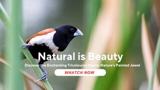 Discover the Enchanting Tricoloured Munia: Nature's Painted Jewel