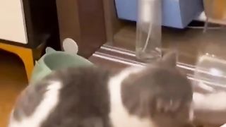 Da série- 'Os gatos ainda vão dominar o mundo!!