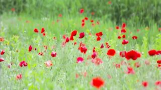 Natural Refuge: Calming music to restore inner peace and harmony.