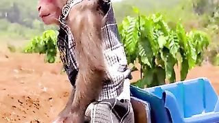 Monkey driver