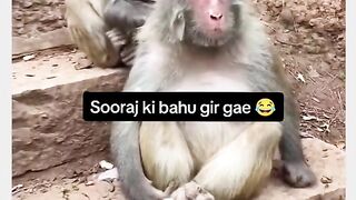 Funny Monkey Viral Video 4
