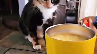 Just a cat being a cat.. ????