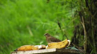 the bird is eating alone