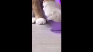 Cat Club 2