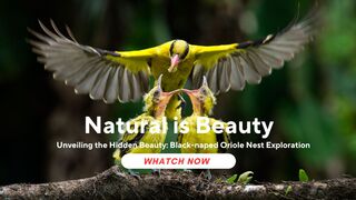 Unveiling the Hidden Beauty: Black-naped Oriole Nest Exploration