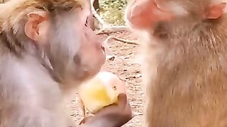 Funny monkey 17