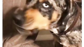Funny Dog Viral Video 2