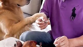 Beautiful dog and love