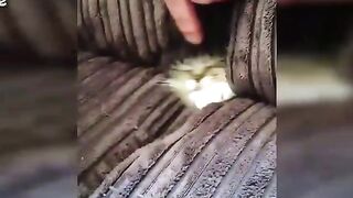 When cat play hide and see