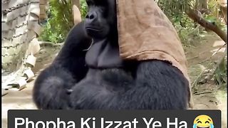 Funny Monkey Viral Video 5