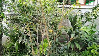 Beautiful Garden 2