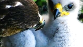 Most Beautiful Birds 48 | So Cute | Relaxation | #nature #viral #febspot