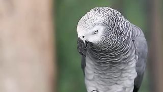 parrot ????talk.