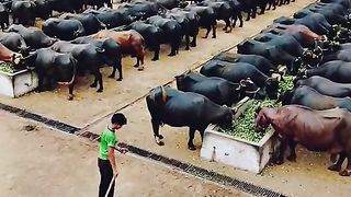 Biggest animal farm of buffaloes