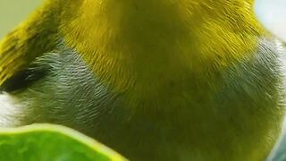 Most Beautiful Birds 49 |4K Nature Video | Beautiful World | #nature #febspot