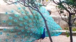 Beautiful Peacock | Amazing Video | Soothing View | #nature #febspot