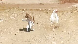 Funny videos 390